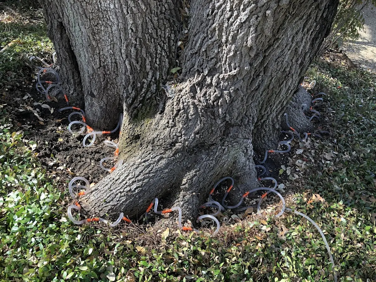 Detailed Tree Cabling and Bracing job site in Chesapeake Beach
