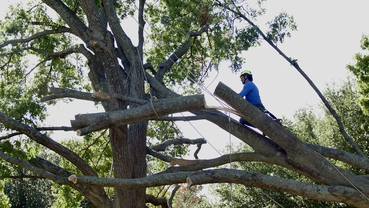 Professional Crown Thinning performed by certified arborists in Chesapeake Beach