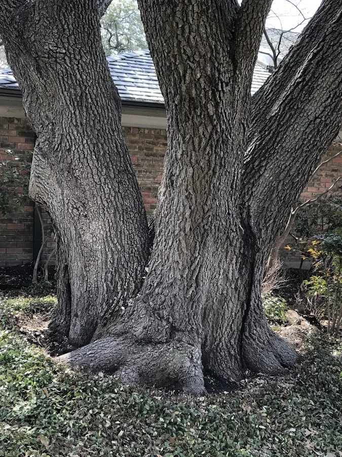 Mature heritage tree close to a Chesapeake Beach property cared for by certified arborists